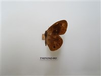 藏品(巨波眼蝶)的圖片